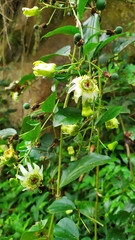 Passiflora cuspidifolia