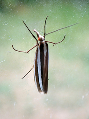 Orocrambus siriellus