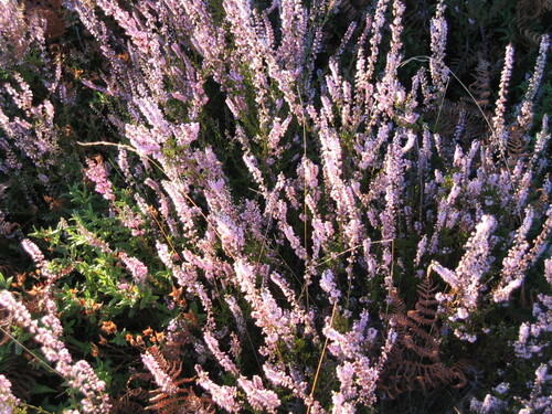 Calluna vulgaris