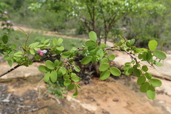 Indigofera leucoclada