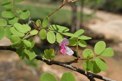 Indigofera leucoclada