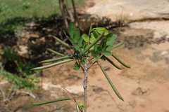 Indigofera leucoclada