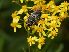 Malometasternum rufocaudatum