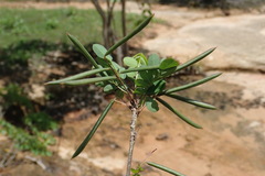 Indigofera leucoclada