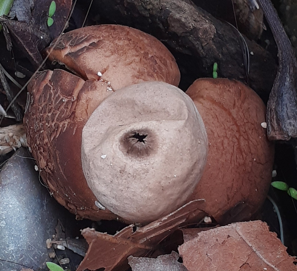 Geastrum michelianum · December 2025 · photo: © timeo75008 (iNaturalist, cc-by)
