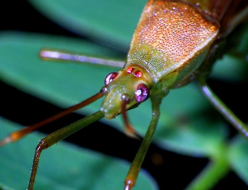 Paddy Bug photo 3