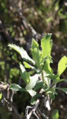 Hazardia squarrosa grindelioides