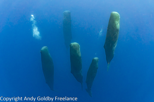 Sperm Whale, photo 9 of 10