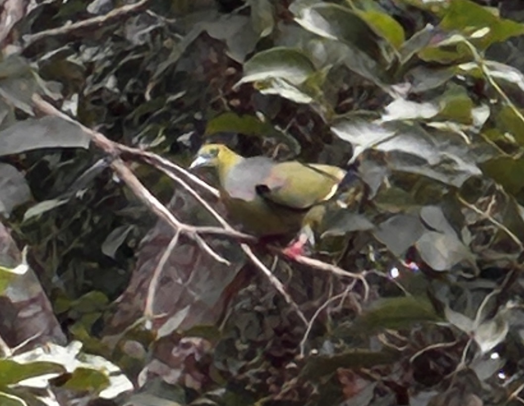 Pin-tailed Green Pigeon (Treron apicauda), photo 8