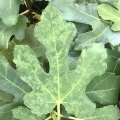 Fig mosaic emaravirus