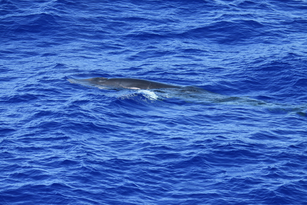 North Atlantic Minke Whale on January 27, 2020 at 02:44 PM by Charlotte ...