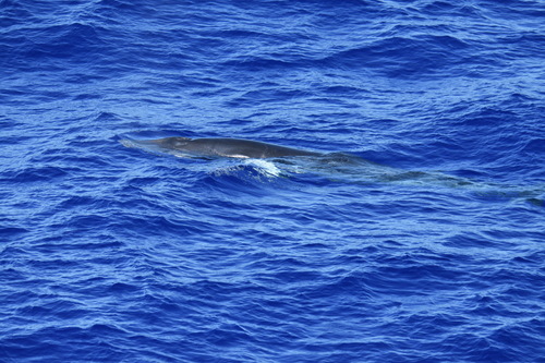 ミンククジラ