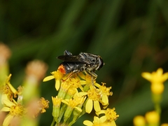 Malometasternum rufocaudatum