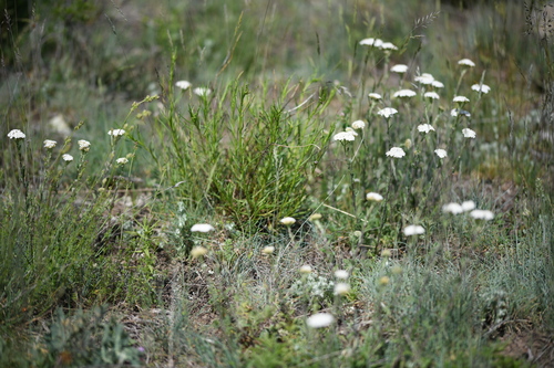 Achillea odorata (Achillea odorata)