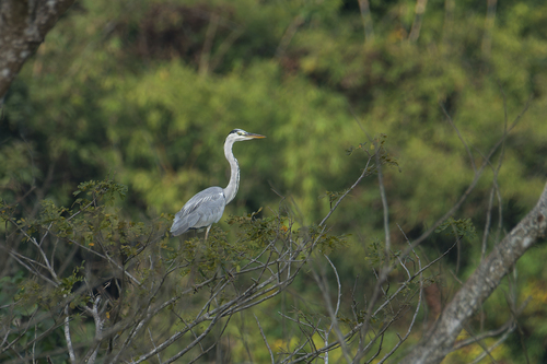 Eastern Grey Heron