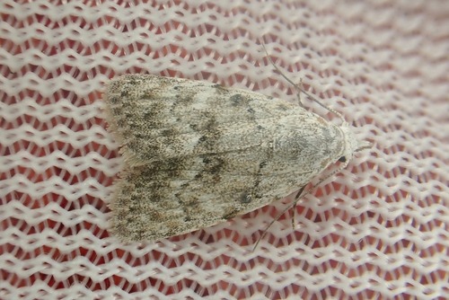 Mecothrix triangulalis · iNaturalist