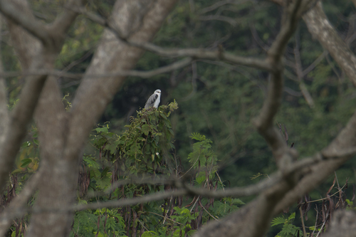 Asian Black-winged Kite