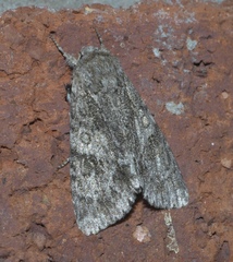 Acronicta rubricoma