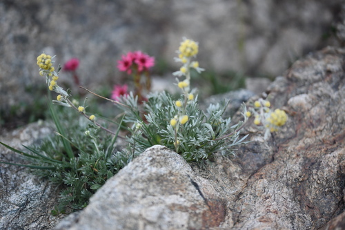 Artemisia eriantha, photograph 3