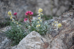 Artemisia eriantha, photograph (c) Flavien Saboureau, some rights reserved (CC BY)