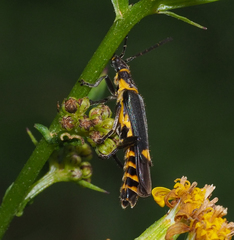Chauliognathus fernshawensis