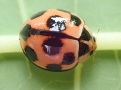 Coccinellidae
