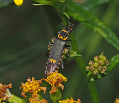 Chauliognathus fernshawensis