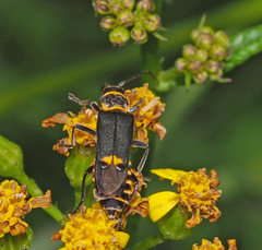 Chauliognathus fernshawensis