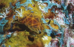 Halgerda indotessellata