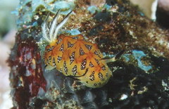 Halgerda indotessellata