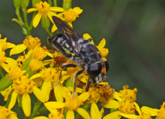 Malometasternum rufocaudatum