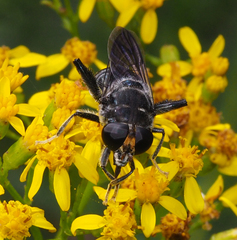 Malometasternum rufocaudatum