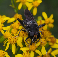 Malometasternum rufocaudatum