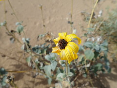 Helianthus niveus tephrodes