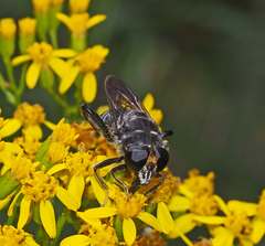 Malometasternum rufocaudatum