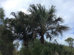 Livistona decora
