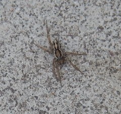 Artoriopsis