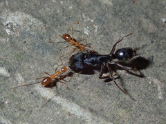 Odontoponera transversa