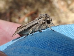 Persectania dyscrita