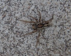 Artoriopsis