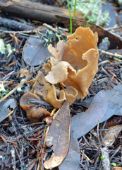 Otidea alutacea