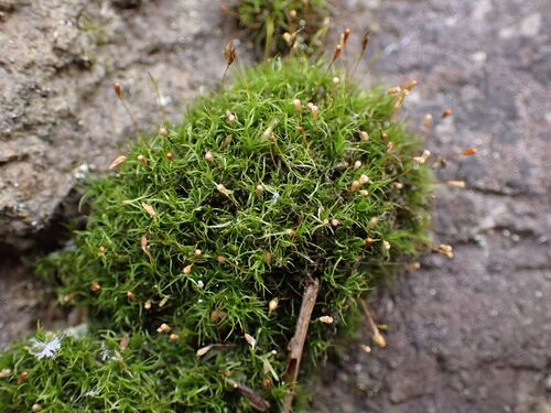 Cynodontium strumiferum observed 2025-12-31