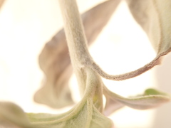 Helianthus niveus tephrodes