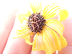 Helianthus niveus tephrodes