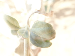 Helianthus niveus tephrodes