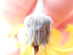 Helianthus niveus tephrodes