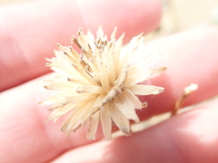 Helianthus niveus tephrodes
