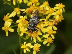 Malometasternum rufocaudatum