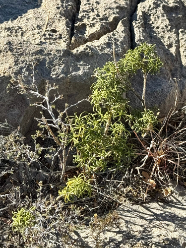 Mexican Starleaf Orange (Choisya dumosa)