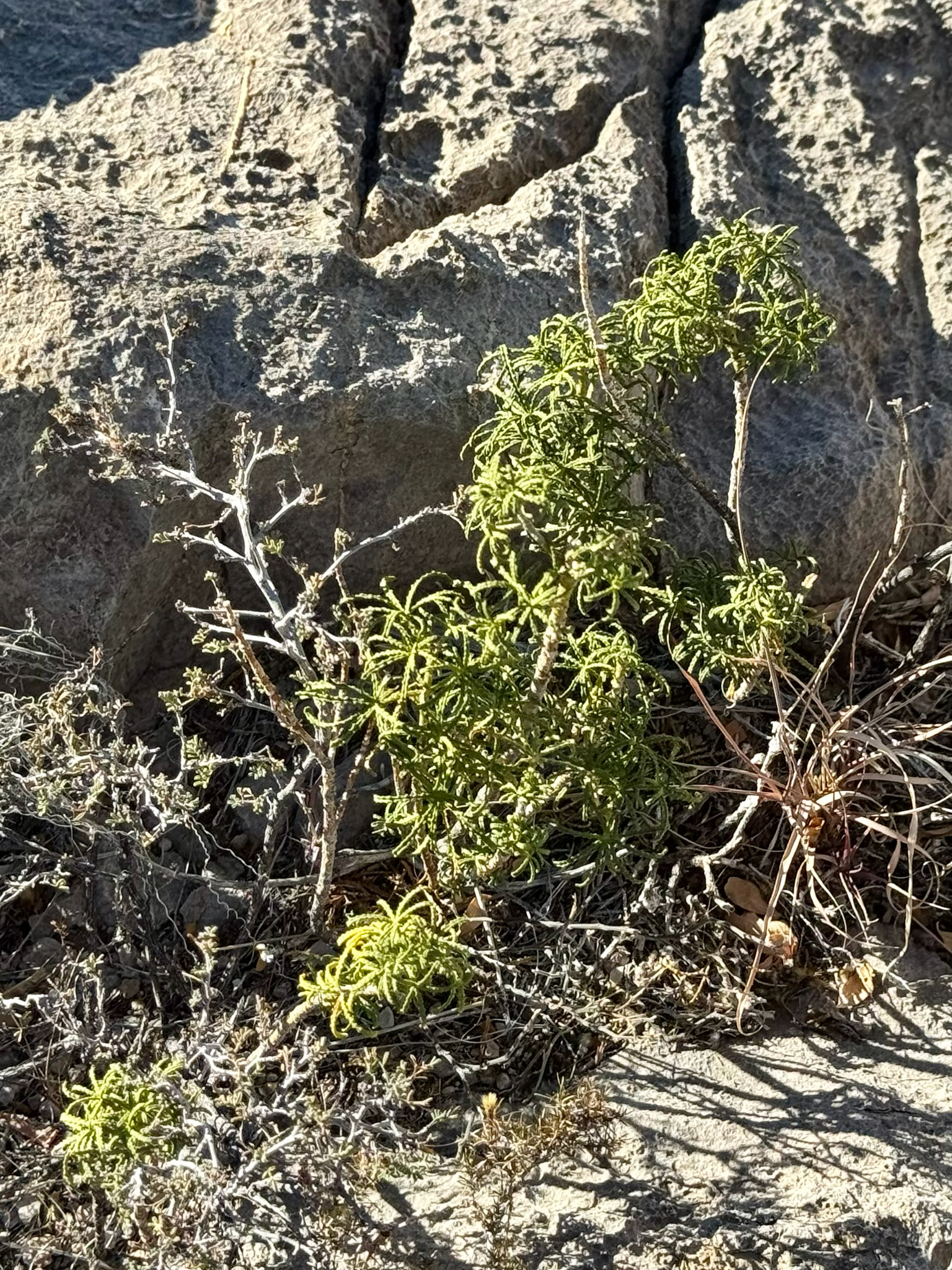 Mexican-Orange (Choisya dumosa)